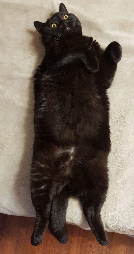 Что любят котики...