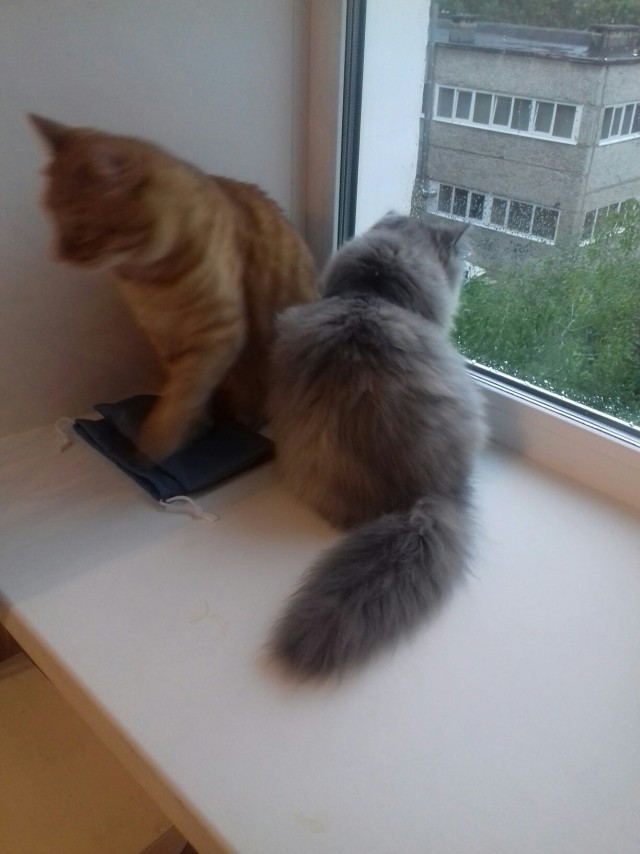 Эти забавные животные