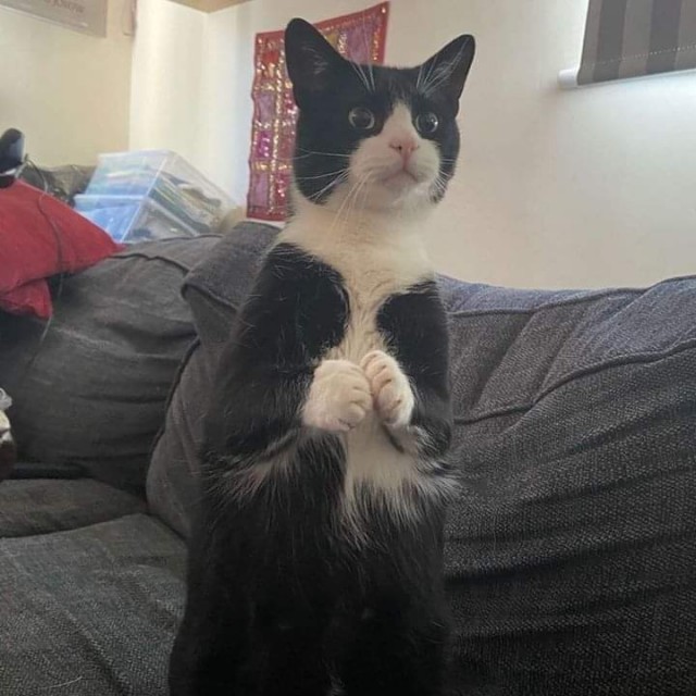Котовторник?! Коты во вторник!
