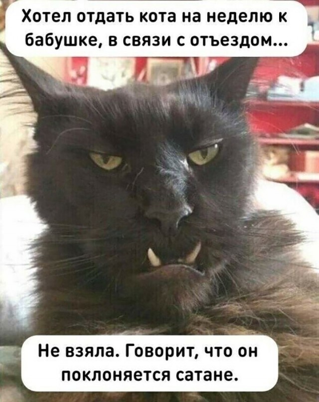 Мне кажется, или в кота кто–то вселился?