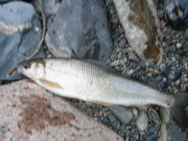 На конягах по Алтаю