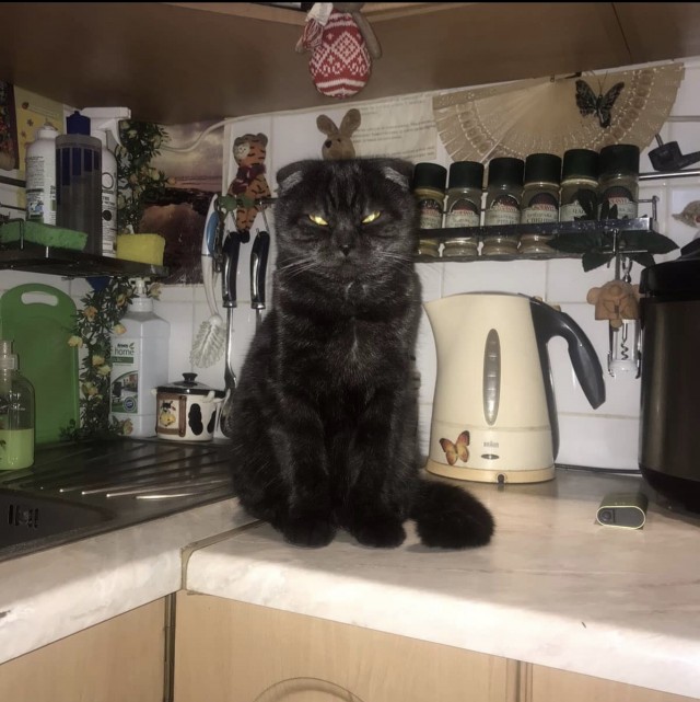 Коты они такие