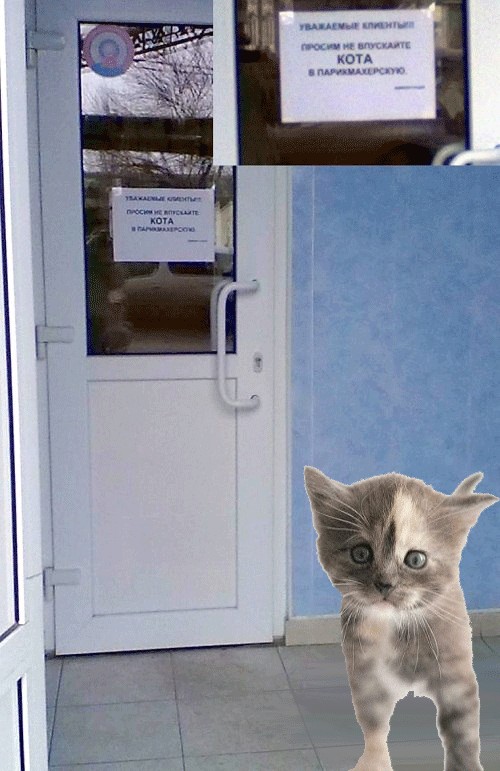 Не впускайте кота в парикхмахерскую)))