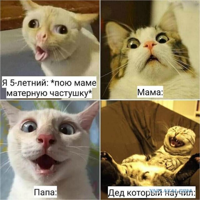 Весёлый полтишок 4.03