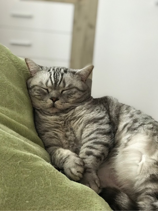 Даешь котовторник!