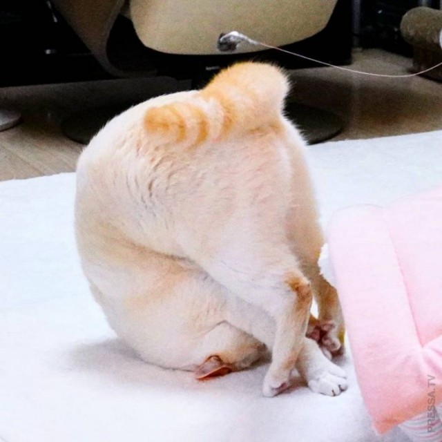 Которник