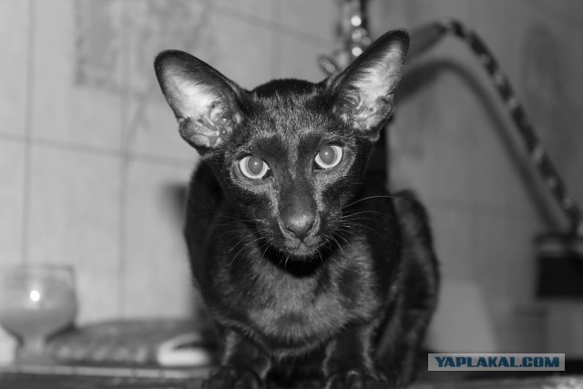 Котовторник. Поговорим о кличках, друзья