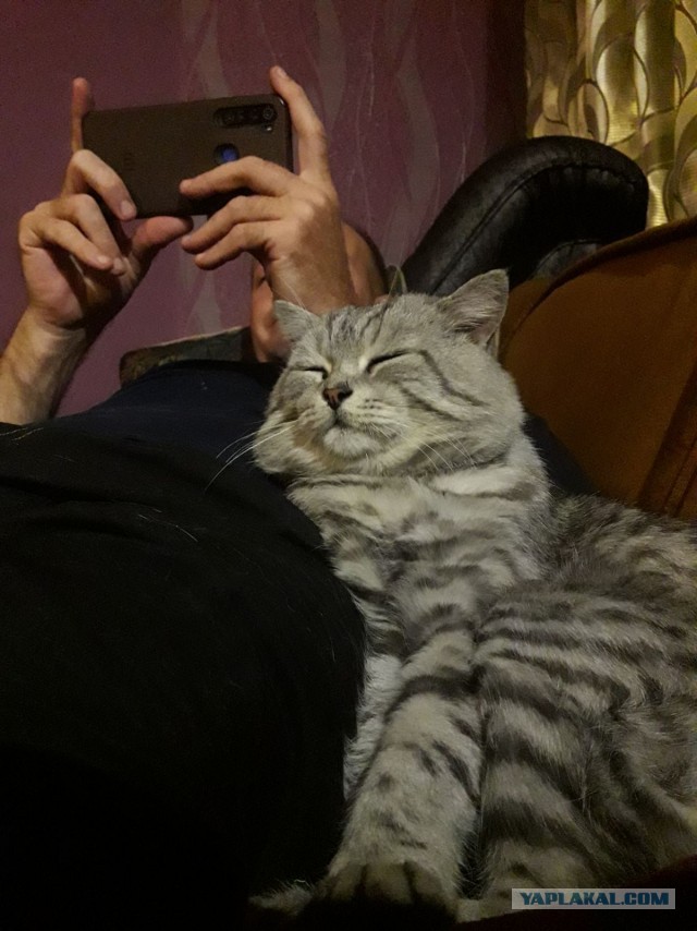Кот который прожил жизнь