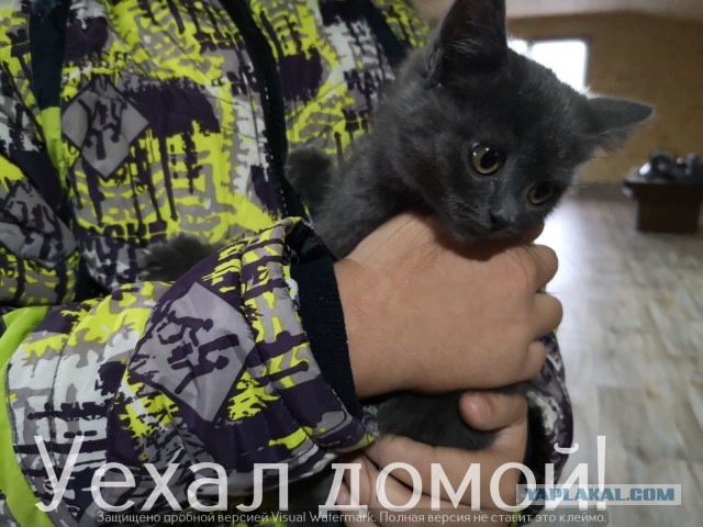 Жизнь домашнего приюта "Котоленд" 308
