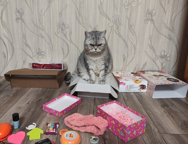 Котовторник так котовторник