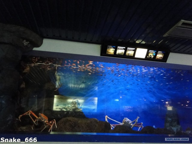 SeaworlD  Япония