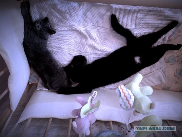 Котовторник. Февраль