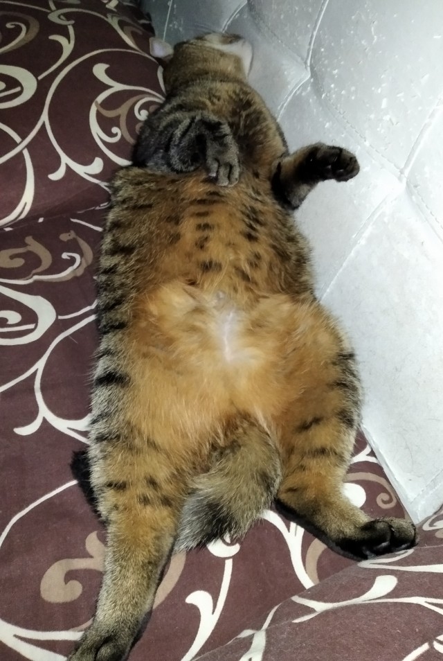Котовторник. Картинки и буквы 08.02.22
