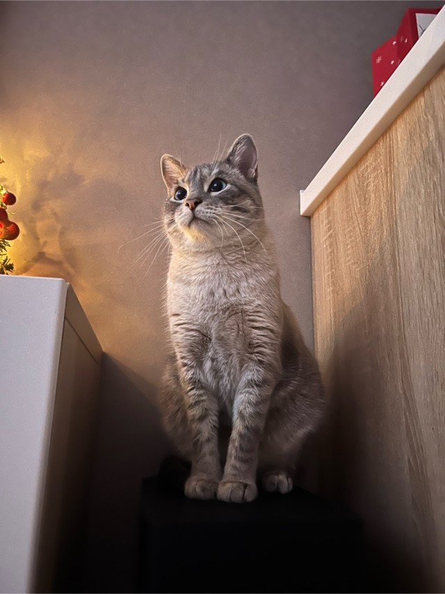 Котовторник - по расписанию!