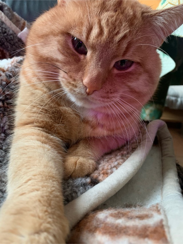 Не буду я ждать котовторника!