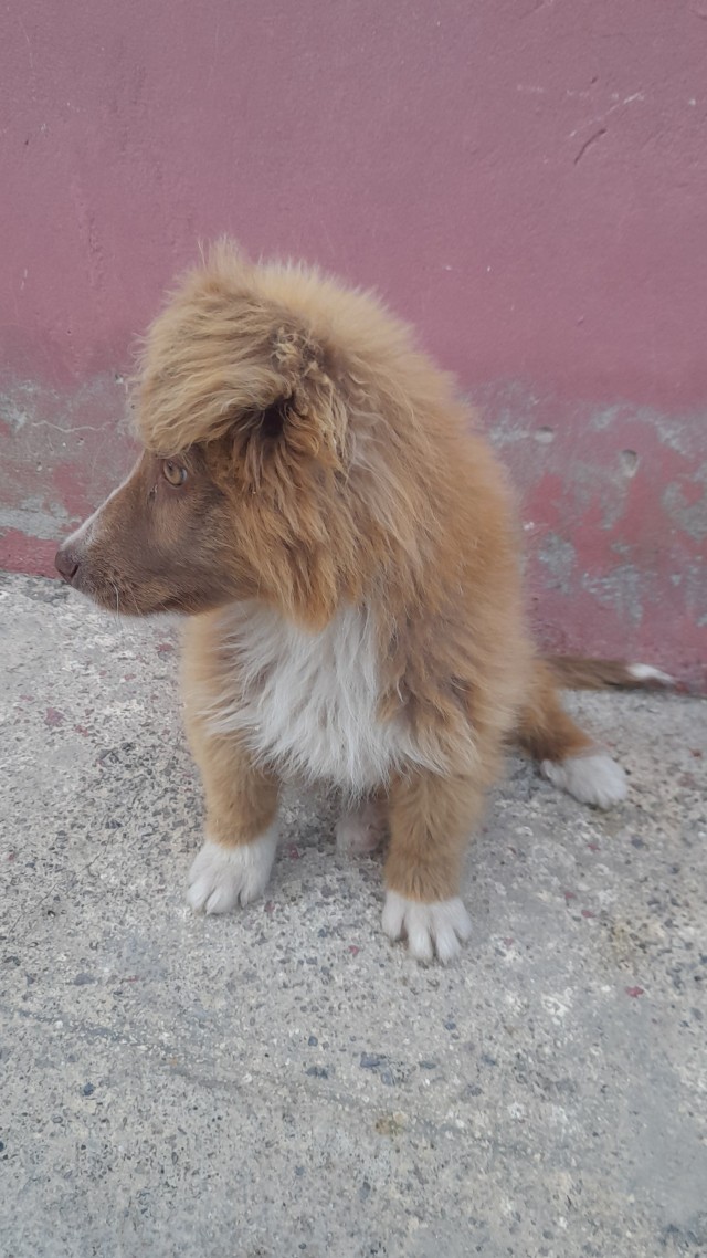 Нашёл собачку на улице