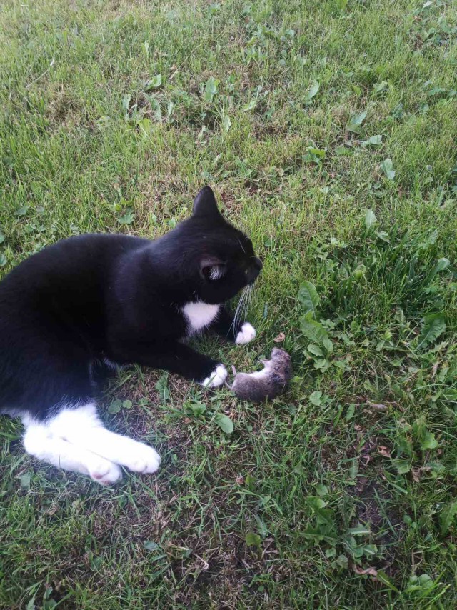 Лето и коты