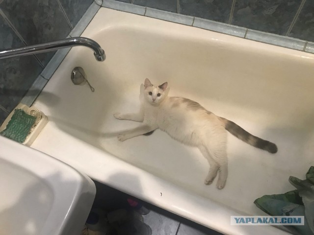Без кота жизнь не та