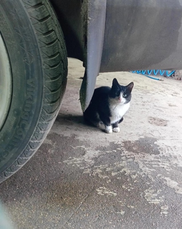 Милаха снова доказывает что котоцивилизация существует!