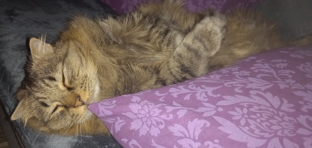 Даёшь котов в этот вторник!