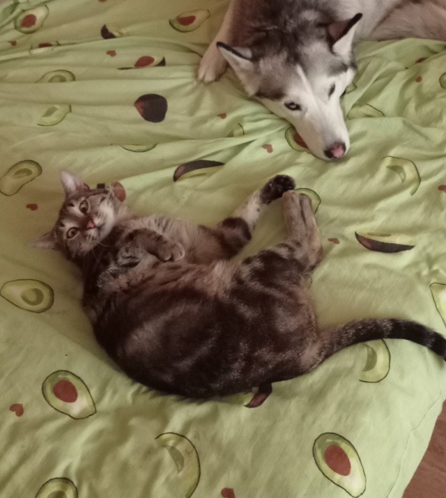 Котовторник, просто Барс
