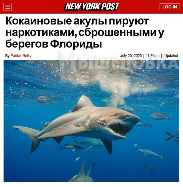 Во Флориде странное нашествие странных акул