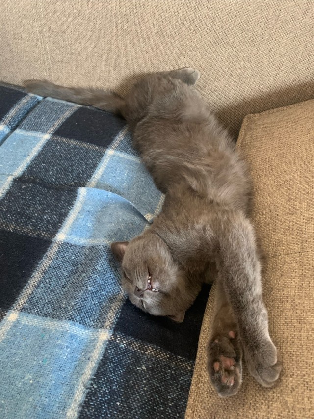 К - Котовторник ☺ Пополнение
