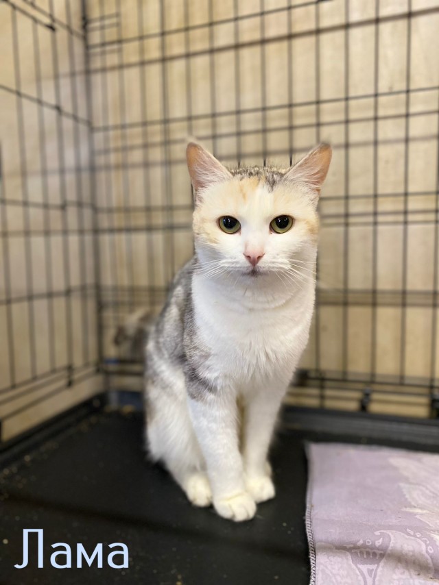 Жизнь домашнего приюта "Котоленд" 427