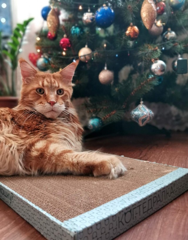 Ну-с, с наступившим староновогодним котовторником