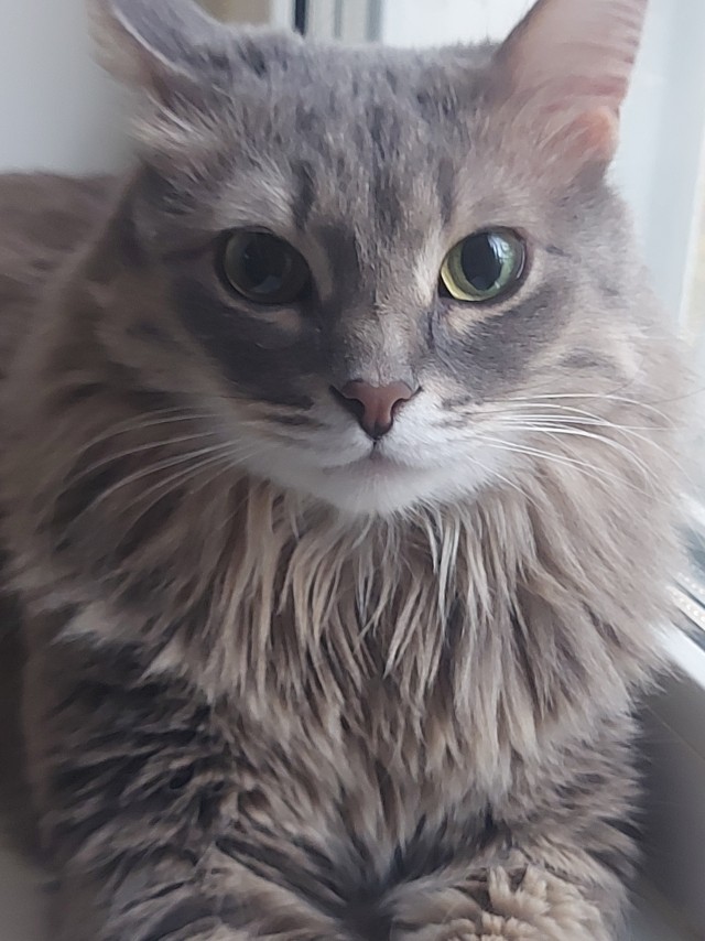 Котовторник!