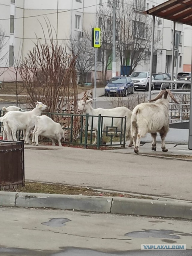 Это Южное Бутово