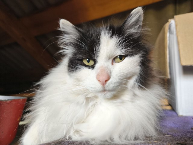 Нефотогеничный кот