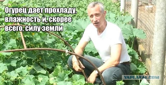 Царь-огурец достали из жительницы Уфы