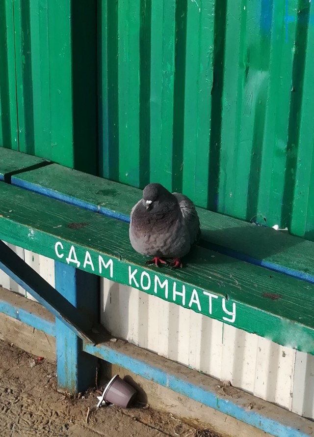 У нас на остановке объявление повесили