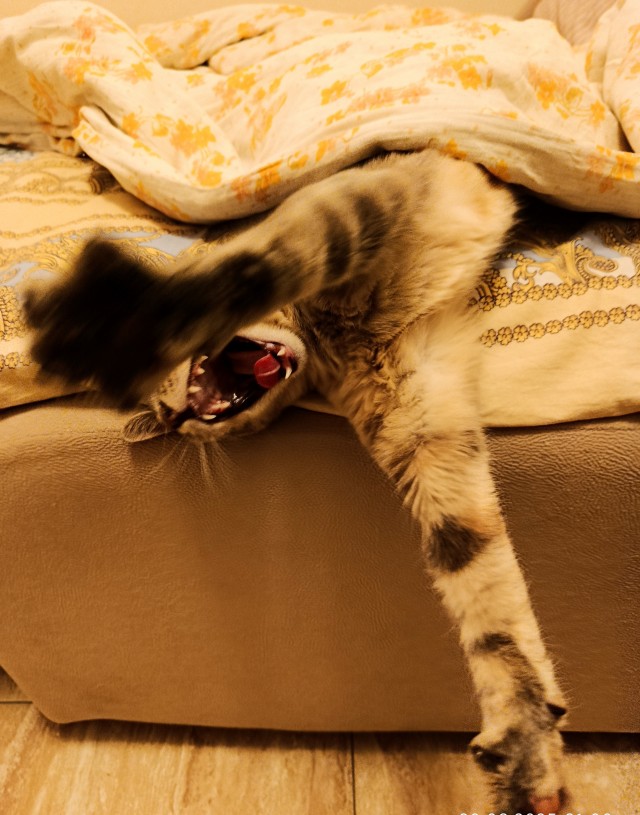 Моему коту Тому 2 года