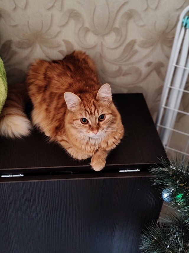 Котовторник же!