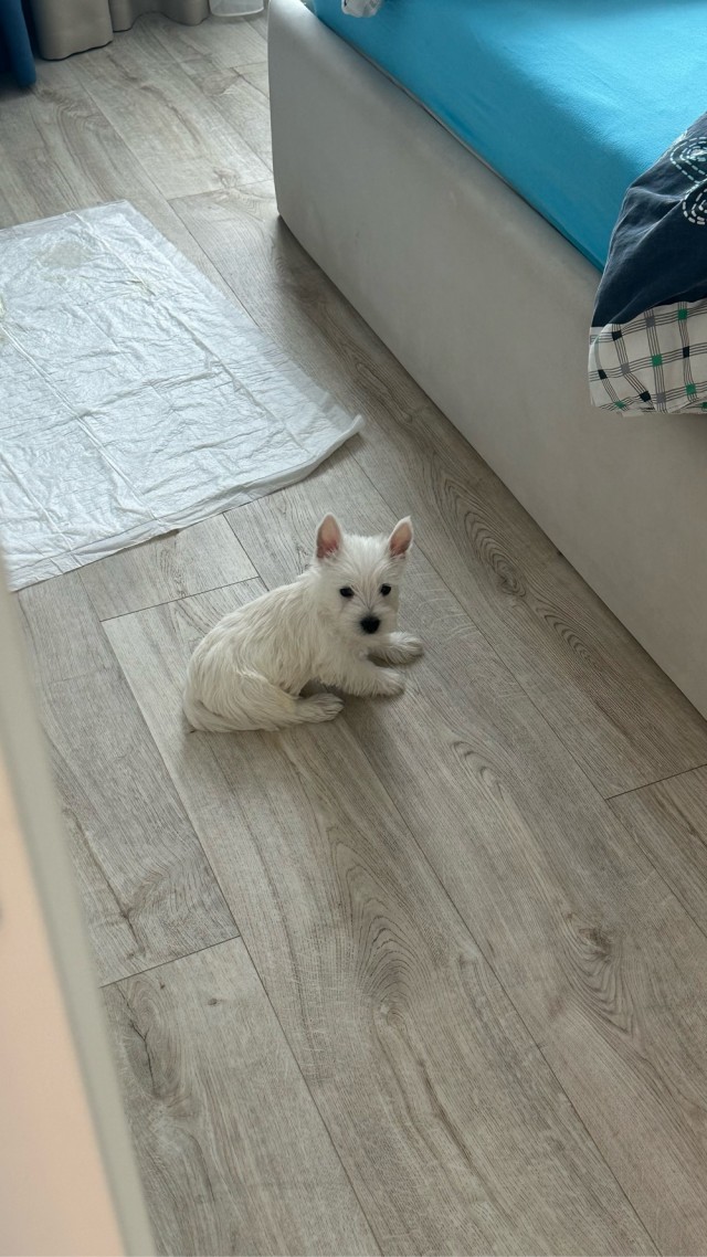Беспредел