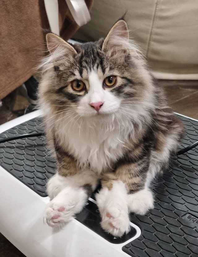 Котовторник же