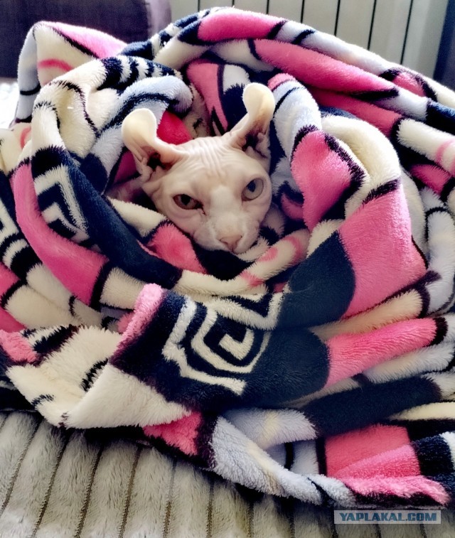К котовторнику