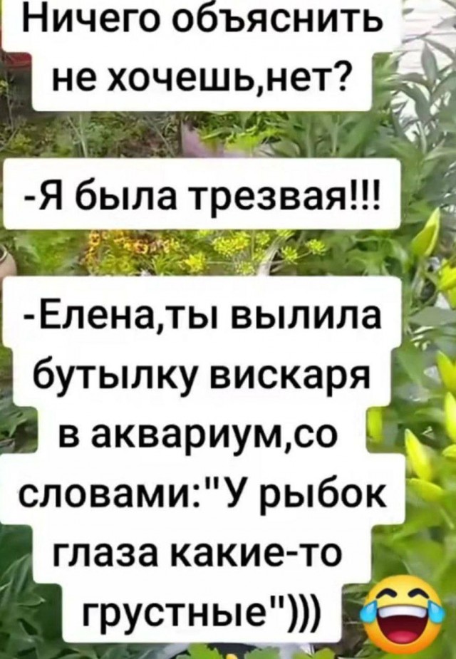 Картиночки, баянчики 18 июня