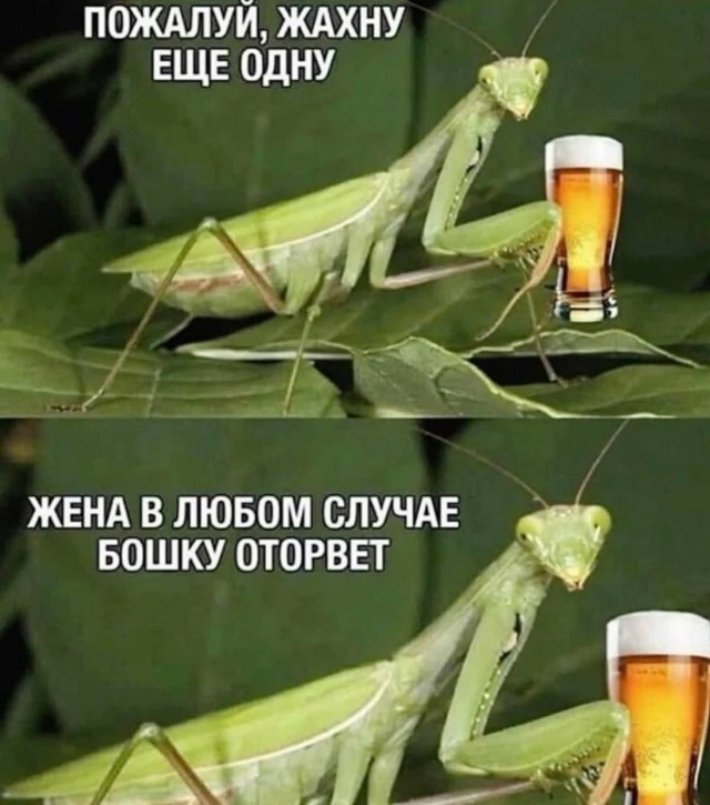 Картинки для деградации 250 (разной степени свежести)
