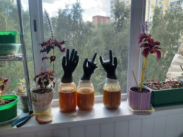 Сидр.