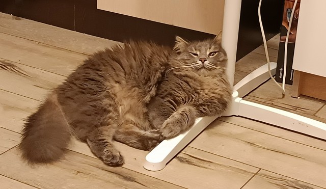 Фотки красивого кота.