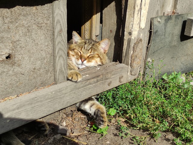 Дворовые коты