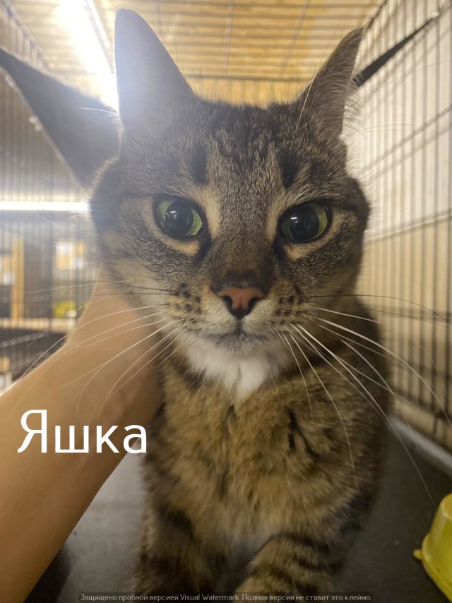 Жизнь домашнего приюта "Котоленд" 564