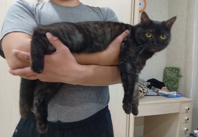 Котовторник 29.09.2026