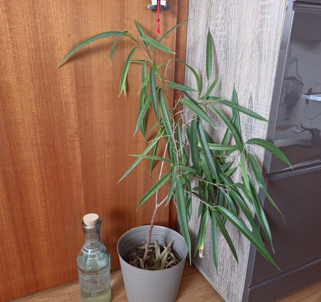 Самое неубиваемое растение