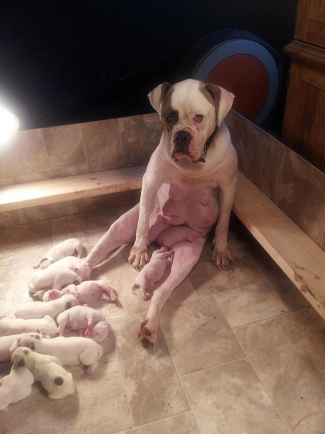 "Моя собака родила своих первых щенят."
