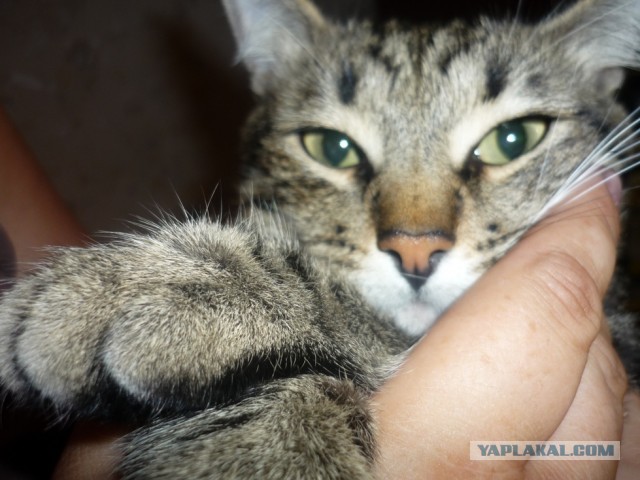 Котовторник 8.10.2013