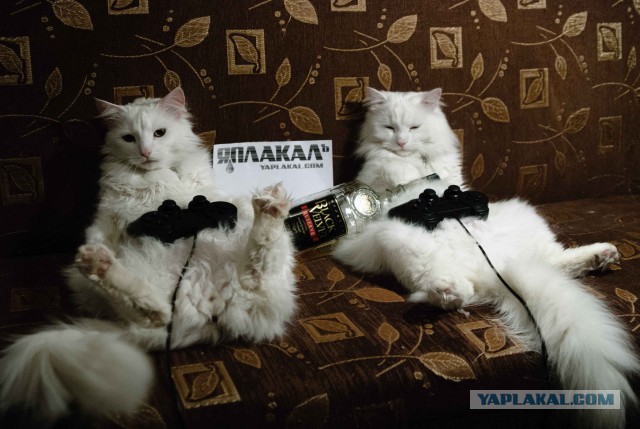 Внимание: фотоконкурс «ЯП-геймер».
